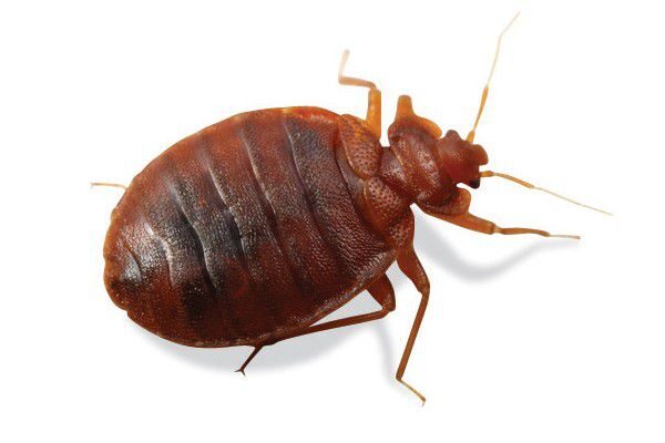 Bedbug_full