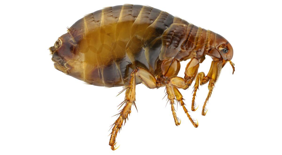 Cat-flea